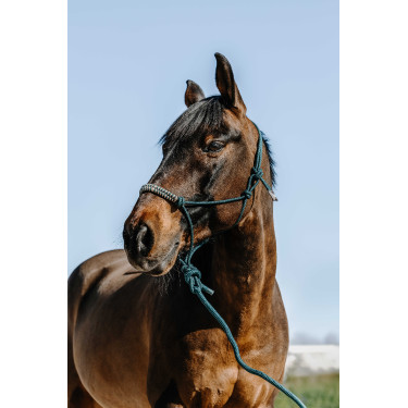 Licol éthologique + longe Norton Deco Licol éthologique + longe Norton Deco
