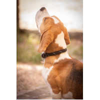 Collier pour chien Penelope Billie Noir / lurex Collier pour chien Penelope Billie Noir / lurex