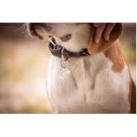 Collier pour chien Penelope Billie Noir / lurex Collier pour chien Penelope Billie Noir / lurex