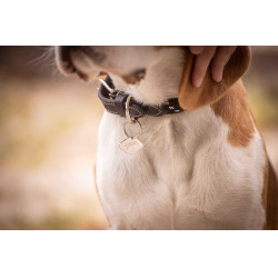 Collier pour chien Penelope Billie
