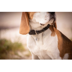 Collier pour chien Penelope Billie