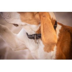 Collier pour chien Penelope Billie