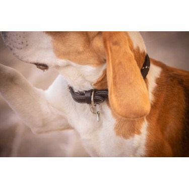 Collier pour chien Penelope Billie
