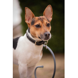 Collier pour chien Pénélope Olie