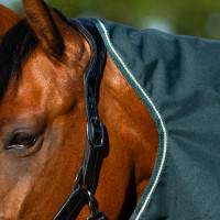 Couverture de paddock Imperial Riding Basic avec couvre-cou amovible Summer Marine Bleu marine