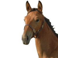 Licol foal Chetak Licol foal Chetak