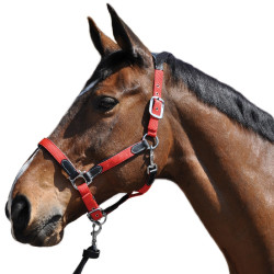 Licol Flags & Cup Nylon/cuir Licol Flags & Cup Nylon/cuir