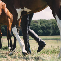 Chaps longue Dy'on en Cuir Artificiel avec Franges