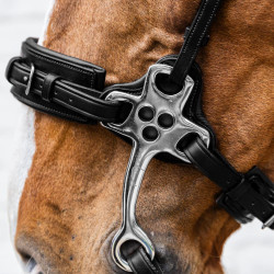 Hackamore Dy'on New English