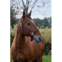 Licol Nylon Spring Equithème Bordeaux