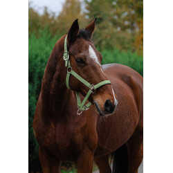 Licol Nylon Spring Equithème Vert clair