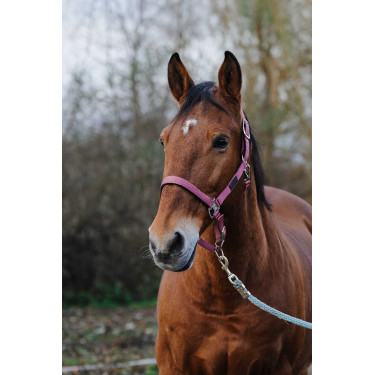 Licol Nylon Spring Equithème Rose