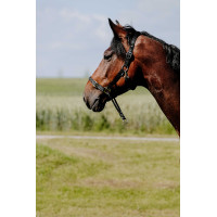 Licol Norton Educatif Noir