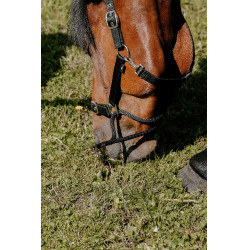 Licol Norton Educatif Noir