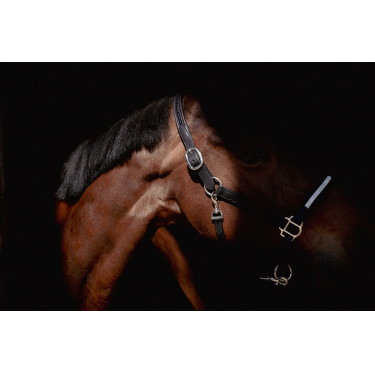 Licol Pénélope Harmonie Noir