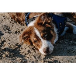 Harnais pour chien Riding World Simba Marine Bleu marine