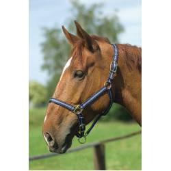 Licol nylon doublé cuir Norton Marine / ciel Bleu