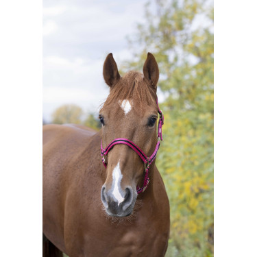 Licol nylon doublé cuir Norton