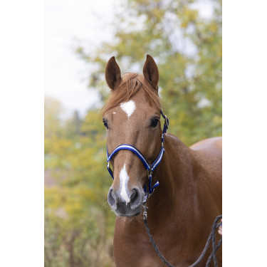 Licol nylon doublé cuir Norton Marine / blanc / bleu