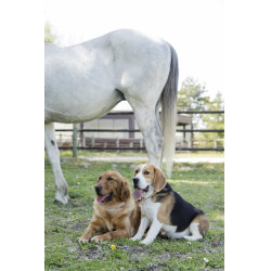 Collier cuir Diego & Louna pour chien Naturel Marron