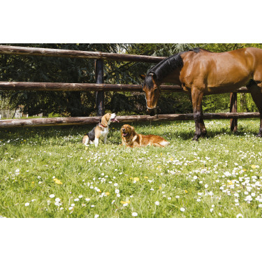 Collier cuir Diego & Louna pour chien Naturel Marron