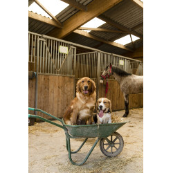 Collier nylon Diego & Louna pour chien Anthracite / corail Gris