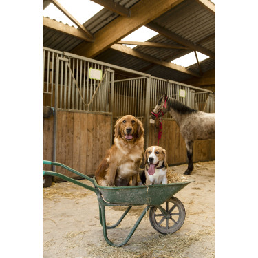 Collier nylon Diego & Louna pour chien Anthracite / corail Gris