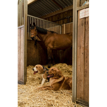 Collier nylon Diego & Louna pour chien Anthracite / corail Gris
