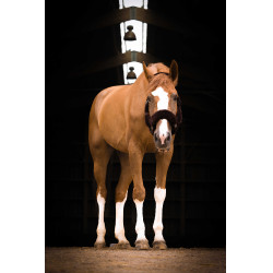 Licol Equithème Teddy Licol Equithème Teddy