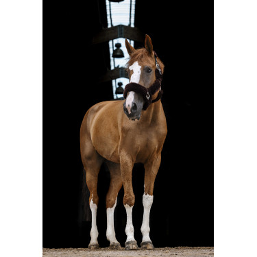 Licol Equithème Teddy Licol Equithème Teddy