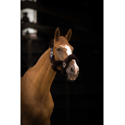 Licol Equithème Teddy Licol Equithème Teddy