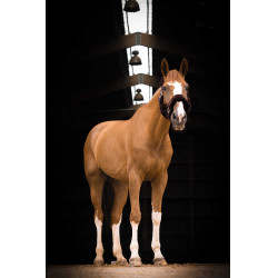 Licol Equithème Teddy Licol Equithème Teddy