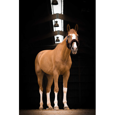 Licol Equithème Teddy Licol Equithème Teddy