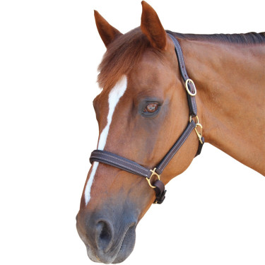 Licol Privilege Equitation La Baule Licol Privilege Equitation La Baule