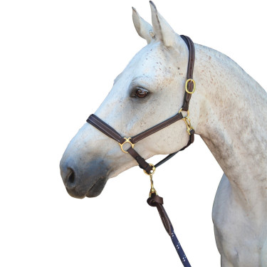 Licol Privilege Equitation La Baule Licol Privilege Equitation La Baule