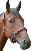 Licol Privilege Equitation Royan Marron