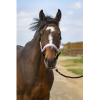 Licol Equithème Nylon Check Marine / rose Bleu Licol Equithème Nylon Check Marine / rose Bleu