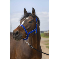 Licol Equithème Nylon light Bleu roi