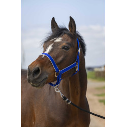 Licol Equithème Nylon light Bleu roi