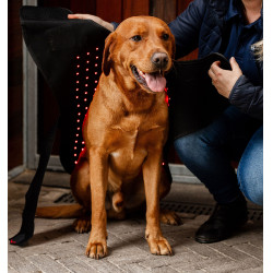 Manteau pour chien de Thérapie Horseware par lumière rouge LED Noir / noir