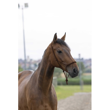 Licol corde first Marron