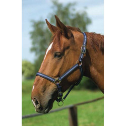 Licol nylon doublé cuir Norton Marine / ciel Bleu