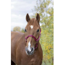 Licol nylon doublé cuir Norton Framboise / noir Rouge