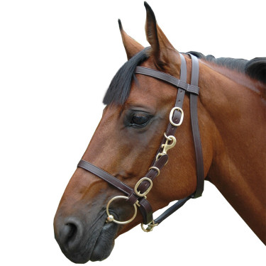 Bridon licol large Canter Bridon licol large Canter