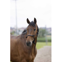 Licol éthologique Norton corde/synthétique Noir