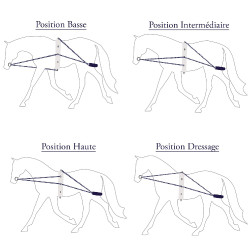 Enrênement Privilège corde Privilege Equitation