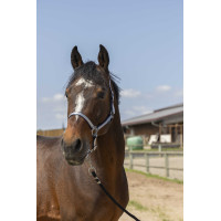 Licol Norton Nylon Soft Bleu marine