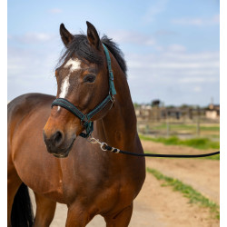 Licol Equithème Nylon Strass Vert