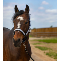 Licol Equithème Nylon Check Marine / marron Bleu