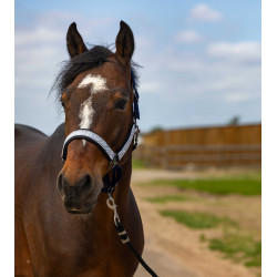 Licol Equithème Nylon Check Marine / noir Bleu